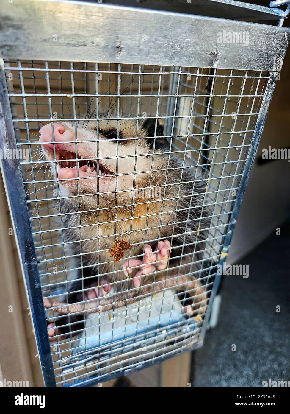 Nahaufnahme eines wütenden Opossums in einer lebenden Falle Stockfoto