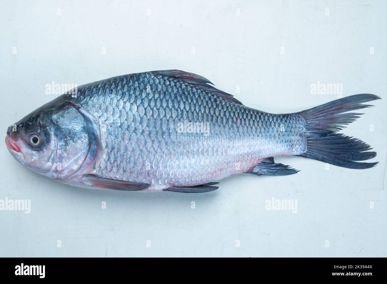 Catla Katla Fisch Bangladesh Süßwasserfisch auf Bananenblatt isoliert auf weißem Hintergrund Stockfoto