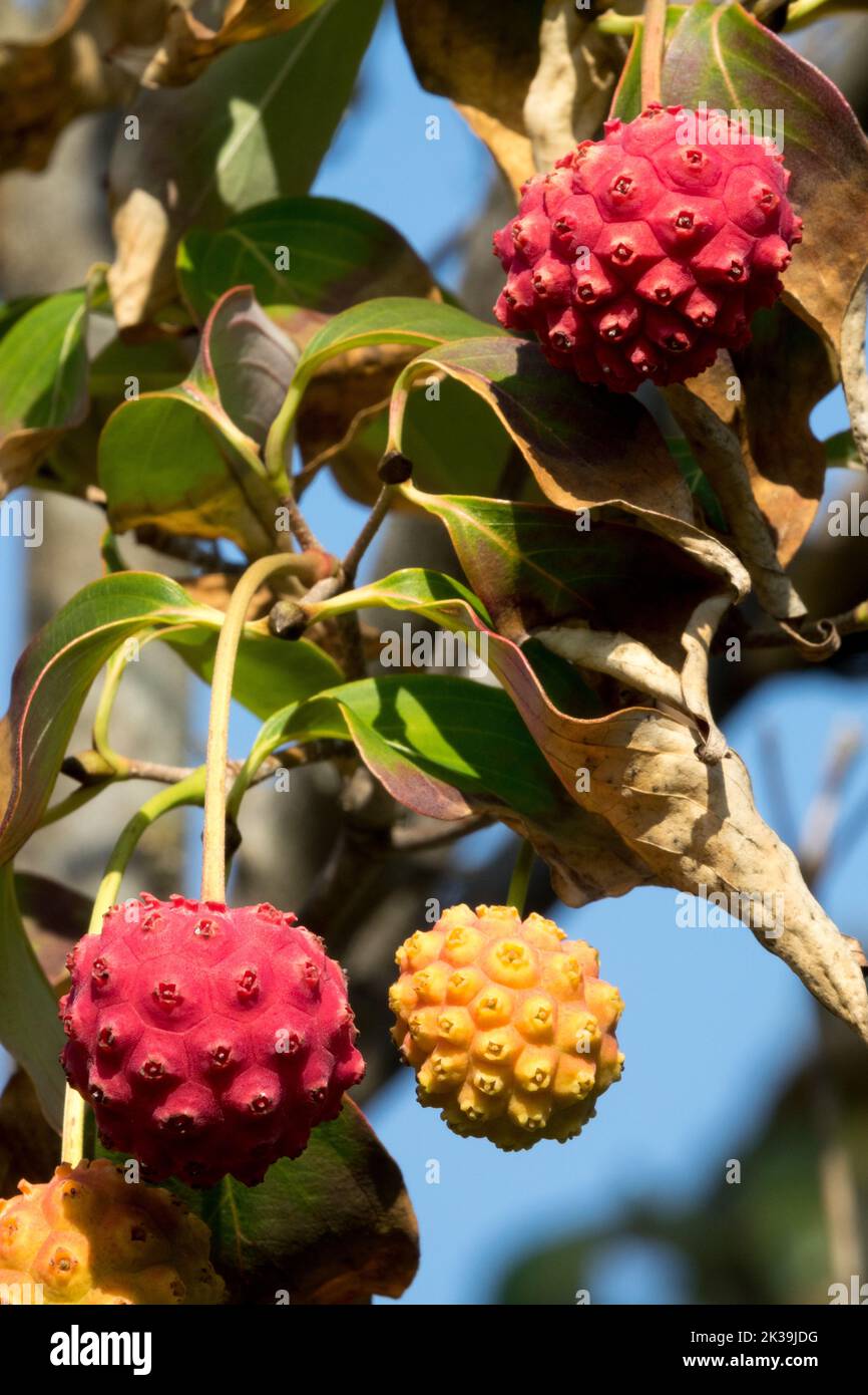 Essbare Früchte reif auf Zweig Chinesischer Dogwood, Cornus kousa chinensis Dogwood Beeren Cornus kousa 'Weisse Fontaine' Stockfoto