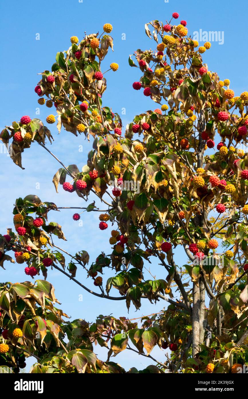 Chinesisches Hartholz, Cornus kousa Baum, Cornus kousa chinensis Hartholz Früchte auf Baum Cornus kousa „Weisse Fontaine“ im frühen Herbst Stockfoto
