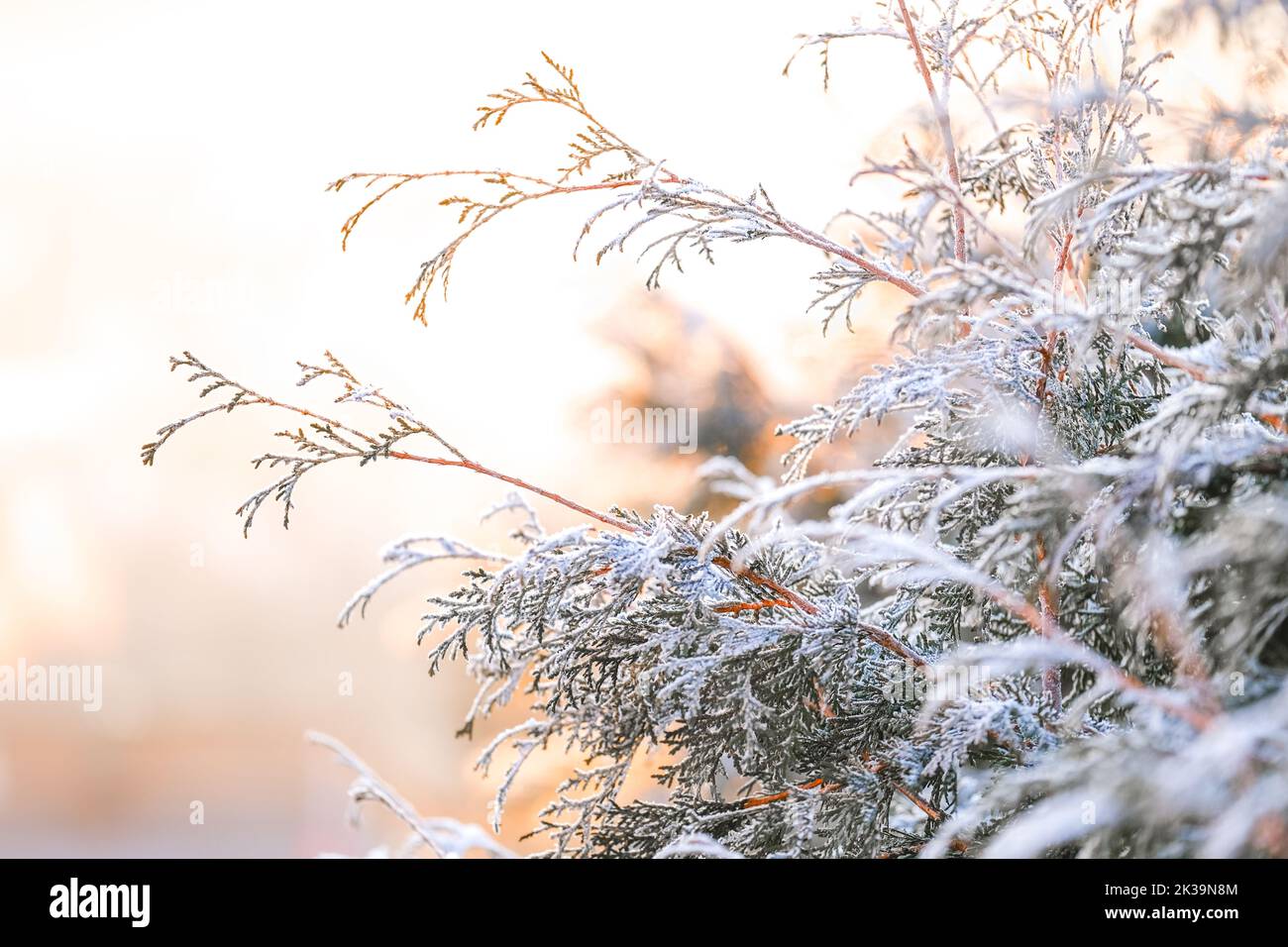 Frostiges Wetter. Thuja verzweigt im weißen Frost.kalt- und Frostsaison.erste Fröste. Frostiger natürlicher Hintergrund. Stockfoto