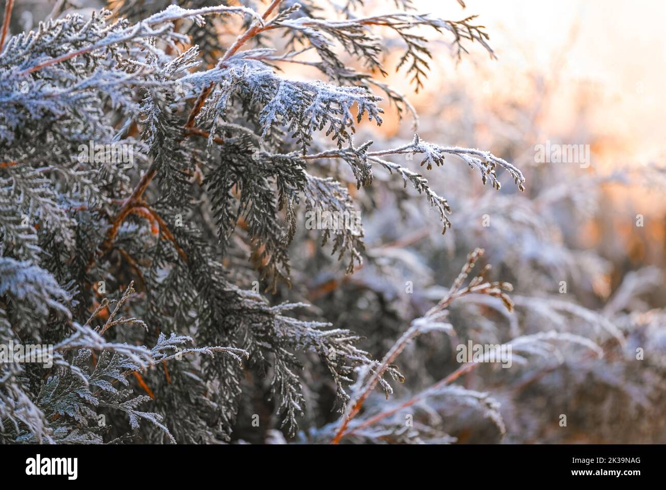 Frostig weather.branches in weißem Frost in den Strahlen der Sonne auf verschwommenem Hintergrund.kalt- und Frostsaison.erste Fröste. Frostiger natürlicher Hintergrund. Stockfoto
