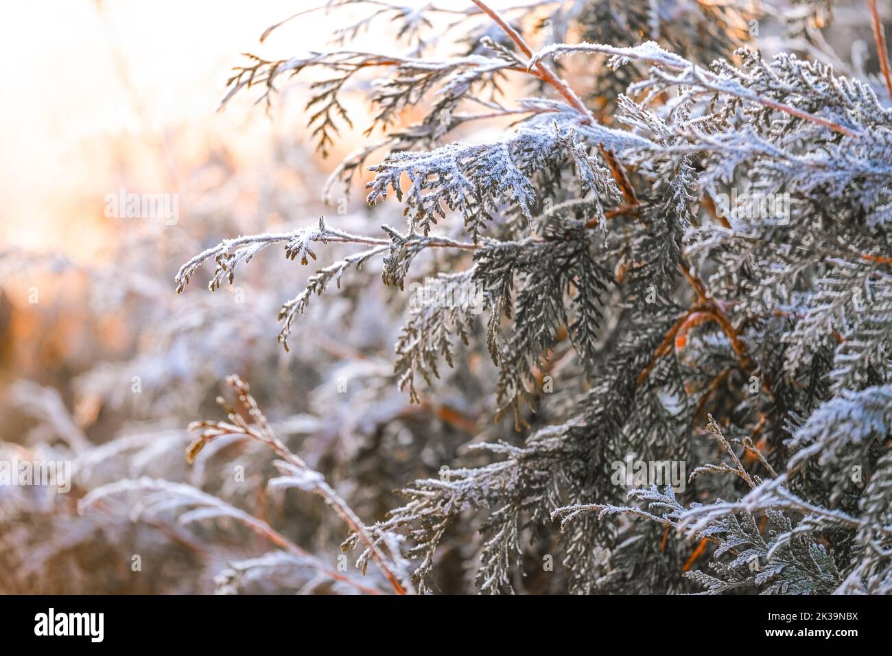 Frostiges Wetter. Thuja verzweigt sich im Frost in den Strahlen der Sonne.kalt und Frost.erste Fröste. Frostiger natürlicher Hintergrund. Stockfoto