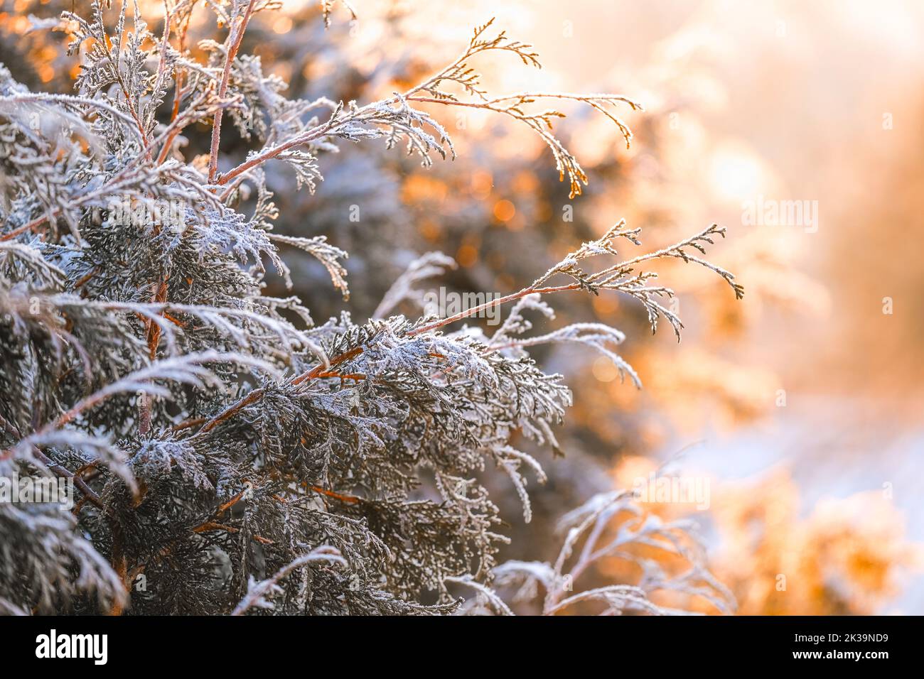 Frostiges Wetter. Thuja verzweigt sich in weißem Frost in den Strahlen der Sonne auf einem verschwommenen Hintergrund.kalt- und Frostsaison.erste Fröste. Frostig natürlich Stockfoto