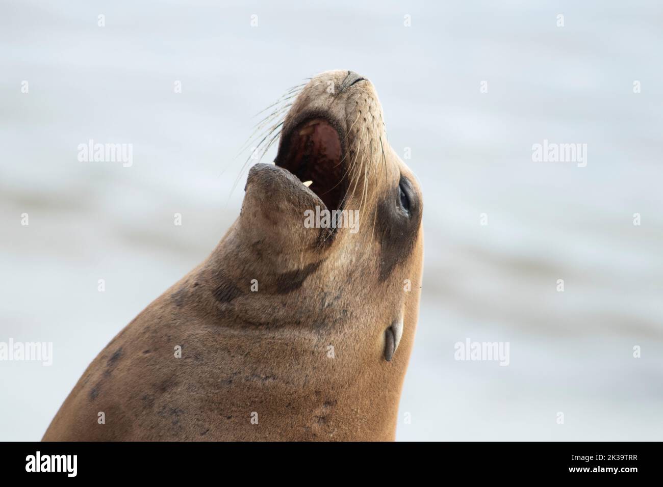 Barking Sea Lion im Monterey, CA Old Fishermans Wharf Stockfoto