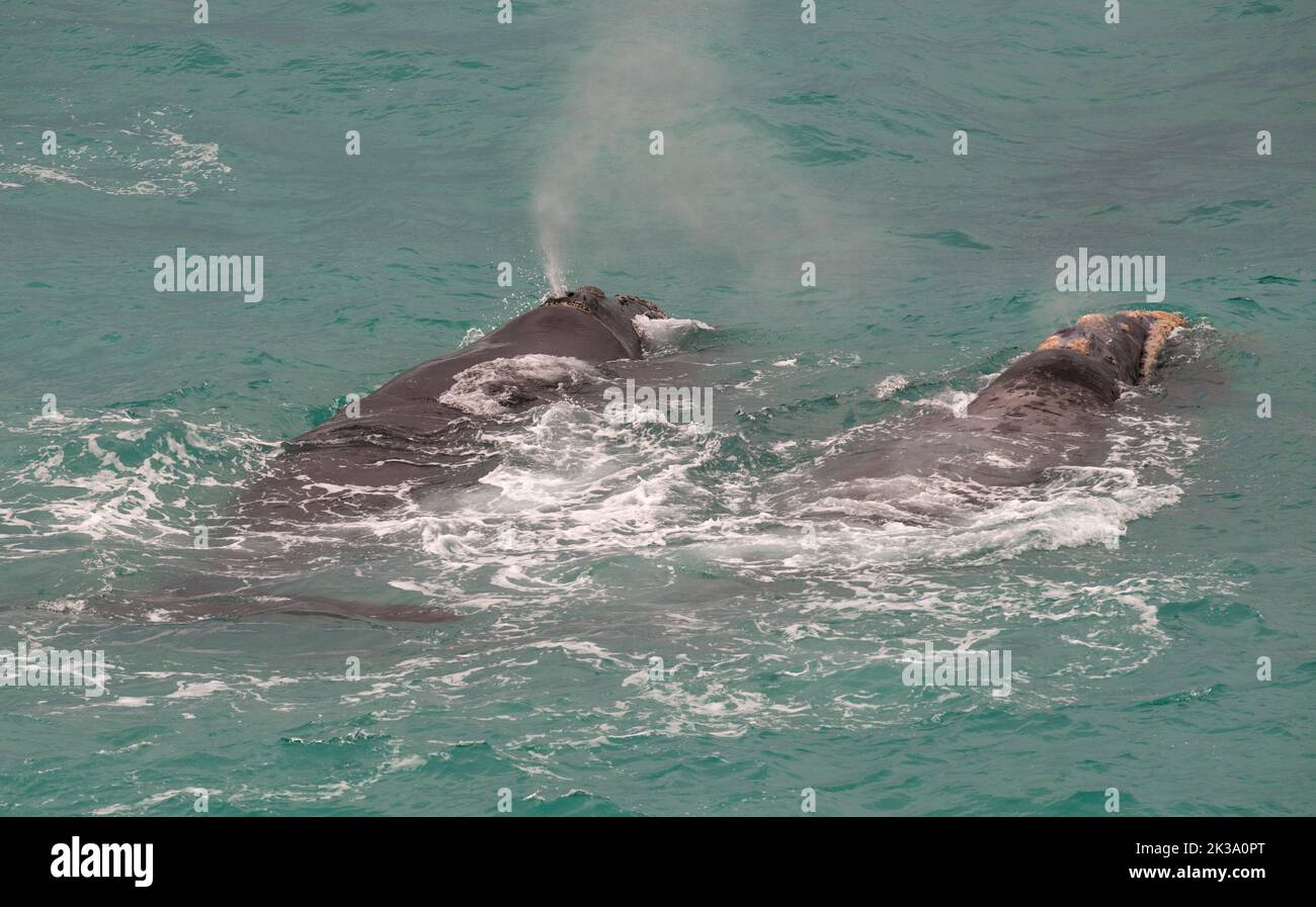 Südliche Rechtswale entlang der Küste Südaustraliens. Stockfoto