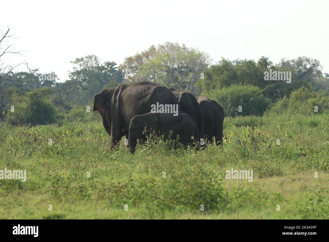 Srilankische Elefanten in freier Wildbahn Stockfoto