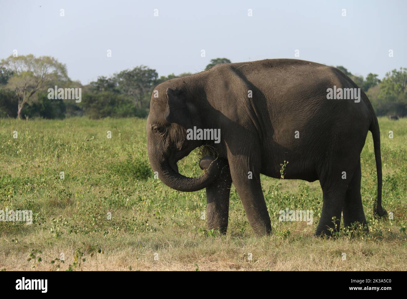 Srilankische Elefanten in freier Wildbahn Stockfoto