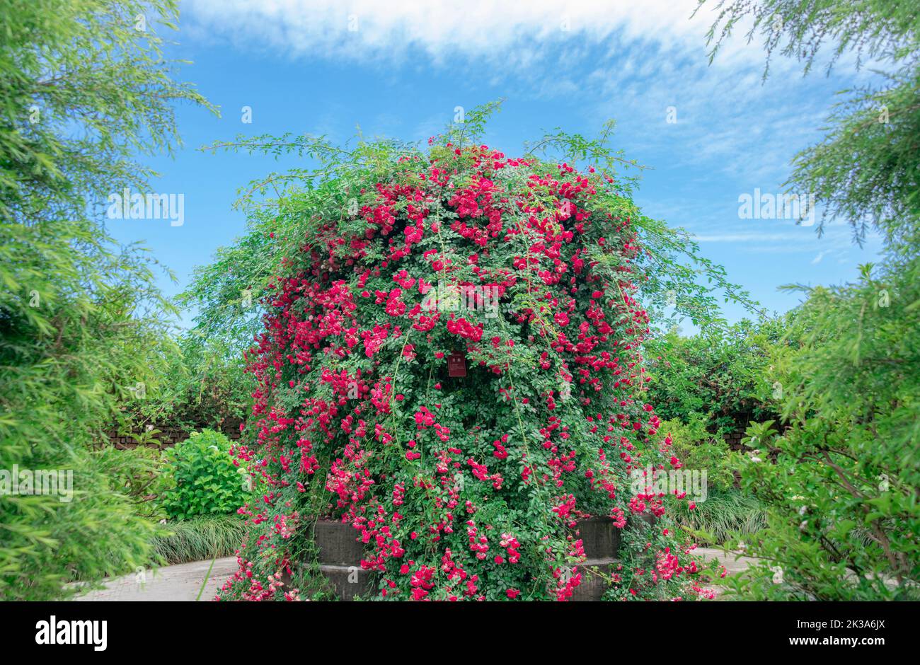 Roter Rosengarten der Blumentanzwelt Szenischer Ort in Chengdu, Provinz Sichuan, China Stockfoto