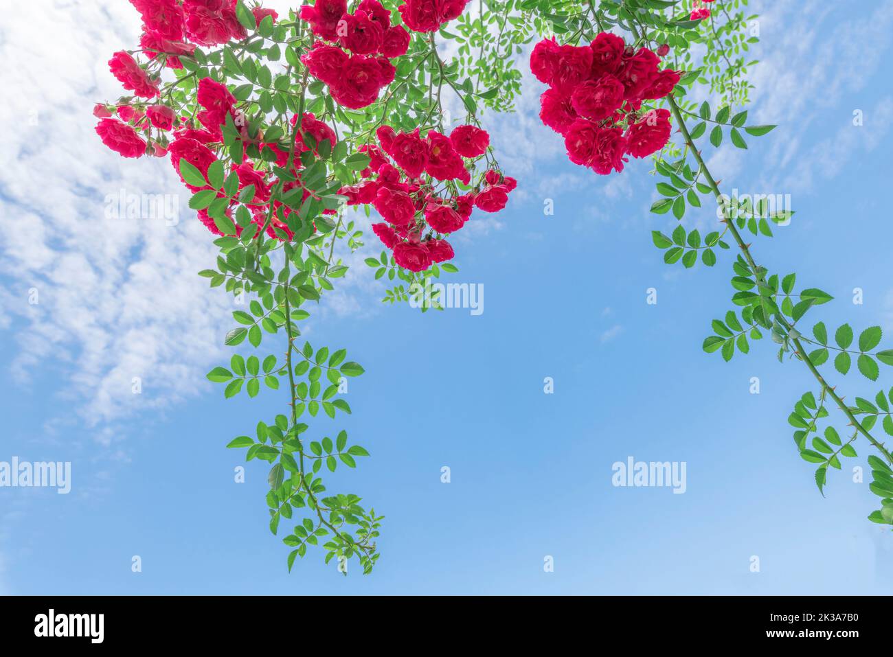 Roter Rosengarten der Blumentanzwelt Szenischer Ort in Chengdu, Provinz Sichuan, China Stockfoto