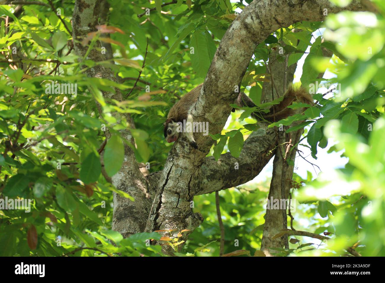 Wunderschöne Bilder der Tierwelt in Sri Lanka. Besuchen Sie Sri Lanka Stockfoto