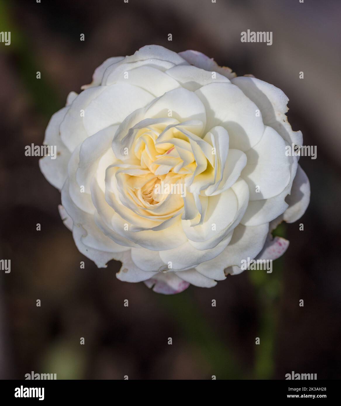 „Snow“ Patio Rose, Terassros (Rosa) Stockfoto