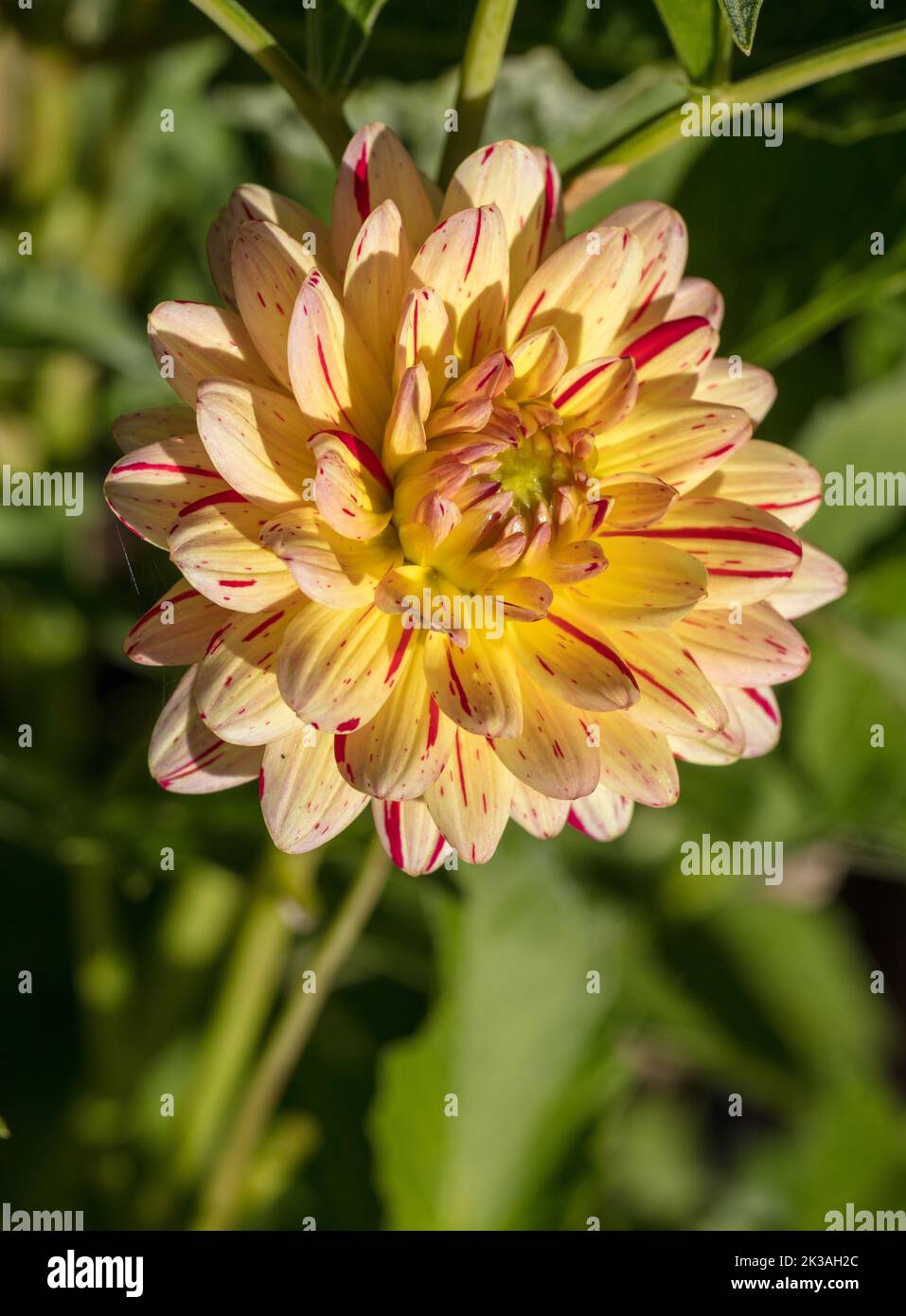 „Créme Silence“ formell Dekorative Dahlia, Dekorativdahlia (Dahlia x Hortensis) Stockfoto