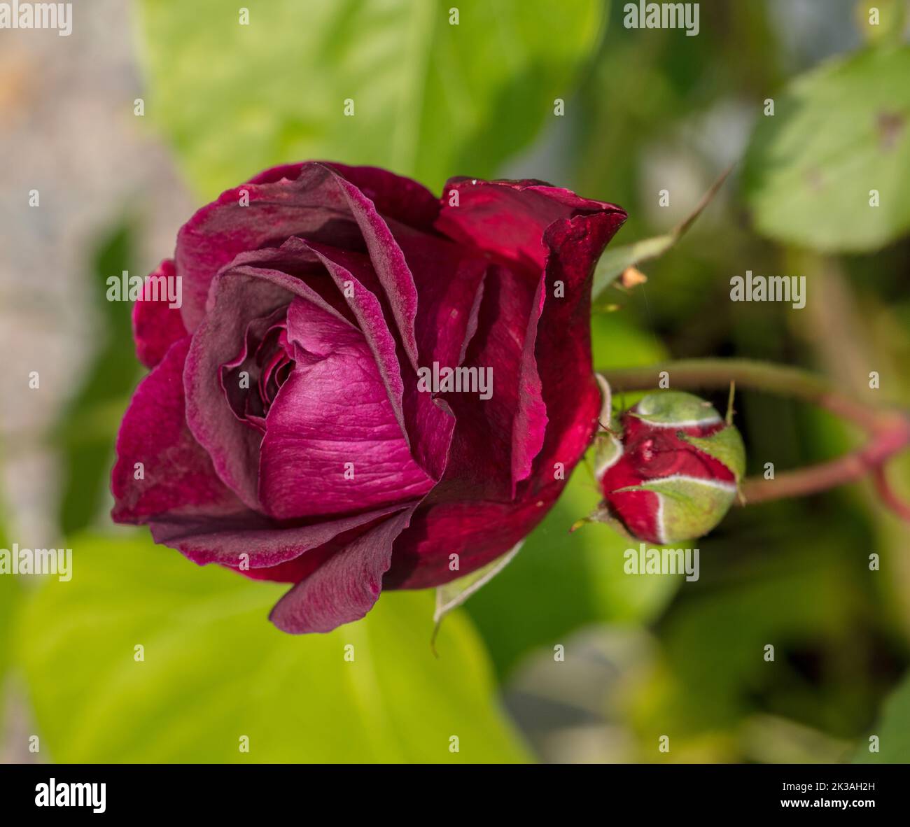 'Munstead Wood, Ausbernard' Englische Rose, Engelsk ros (Rosa) Stockfoto