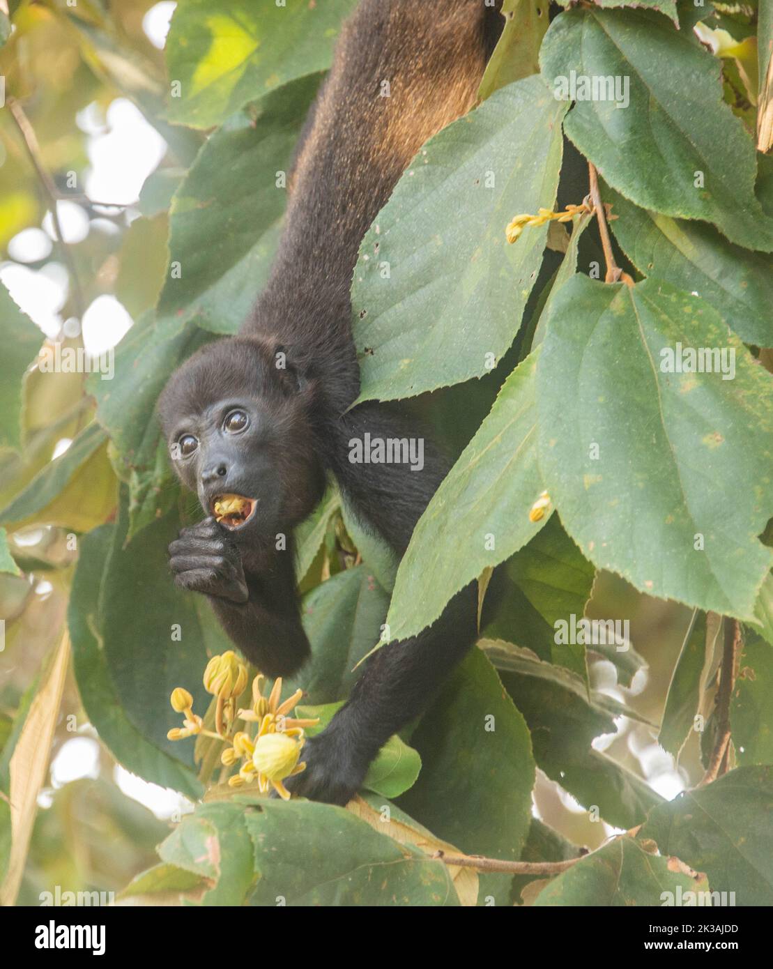 Monkey, Isla Chiquita, Costa Rica Stockfoto