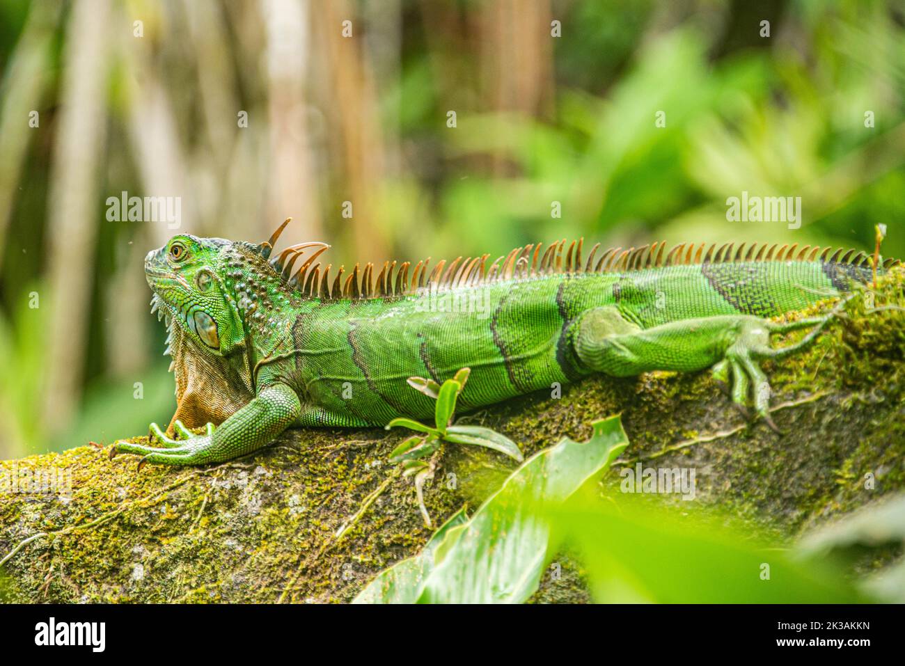 Grüner Leguan, Arenal Nationalpark, La Fortuna, Costa Rica Stockfoto