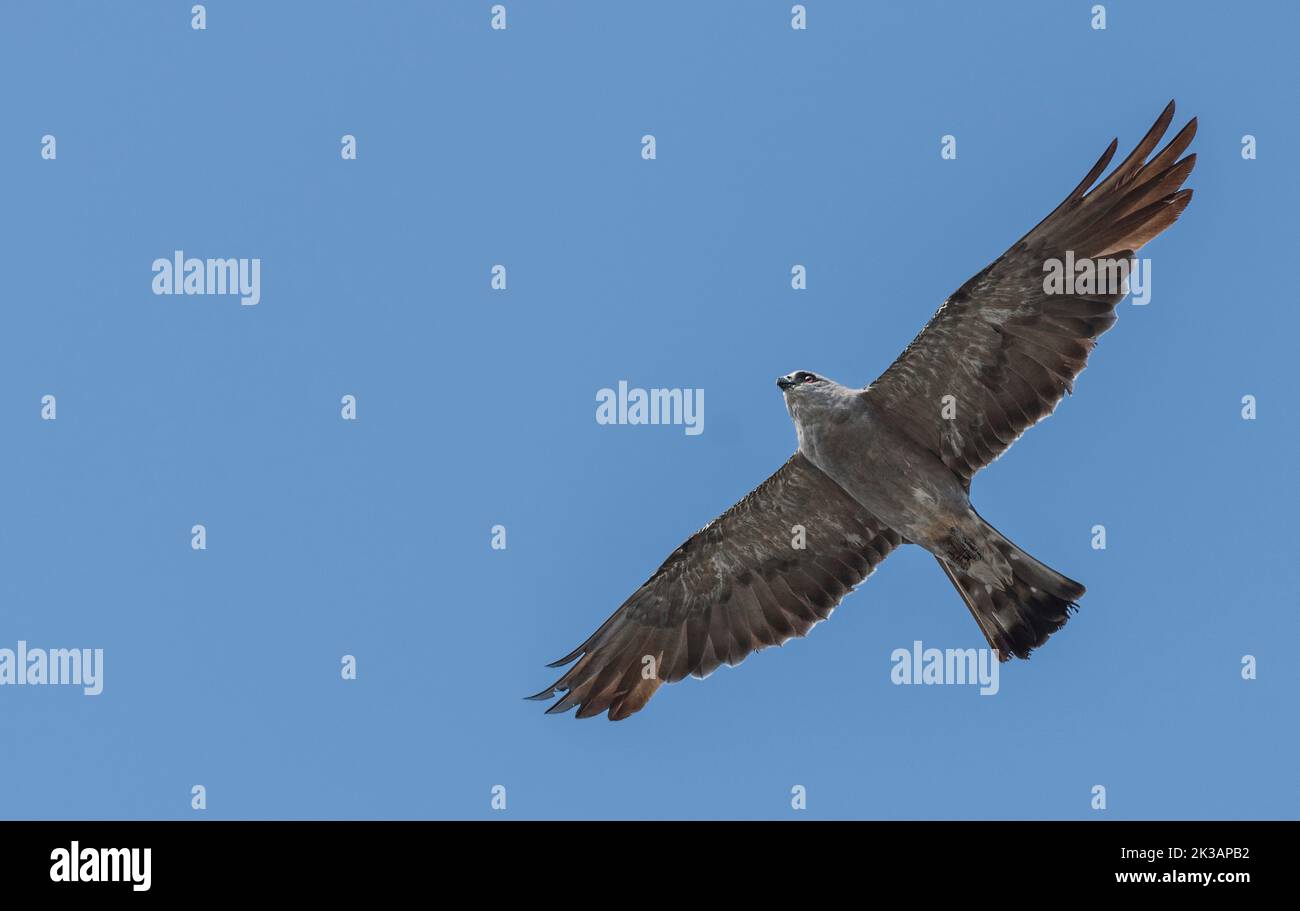 Mississippi-Drachen am blauen Himmel Stockfoto