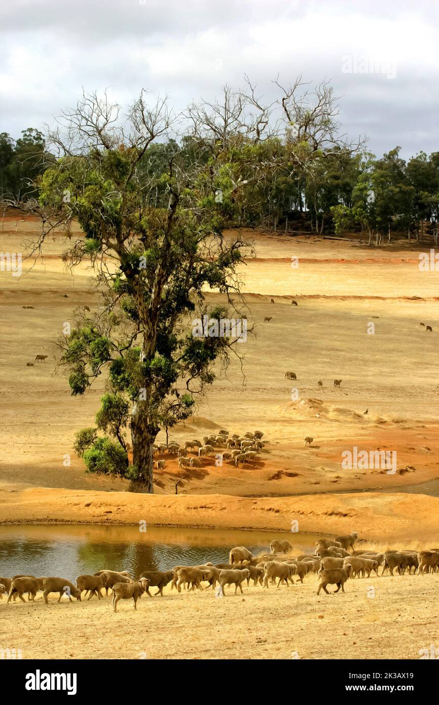 Australische Schafe auf Ackerland, großer südlicher Bezirk, Südwestaustralien Stockfoto