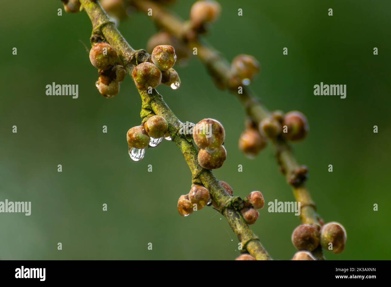 Tautropfen, die an einem Wintermorgen im Pilibhit Tiger Reserve, Uttar Pradesh, Indien, aus Feigenfrüchten fallen Stockfoto