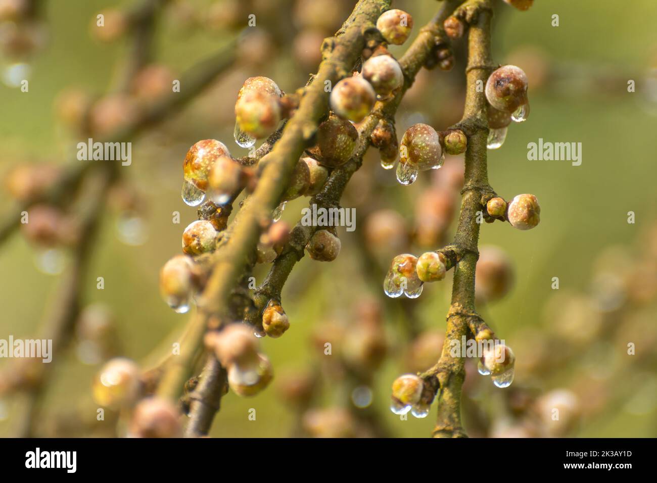Tautropfen, die an einem Wintermorgen im Pilibhit Tiger Reserve, Uttar Pradesh, Indien, aus Feigenfrüchten fallen Stockfoto