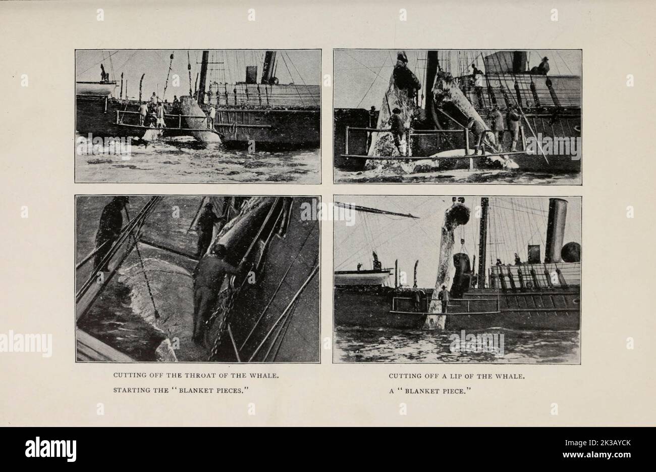 Schlachten eines Wals auf einem walfangschiff aus dem Artikel The Whaling Industry von Herbert L. Aldrich vom Engineering Magazine ÜBER DEN INDUSTRIELLEN FORTSCHRITT Band VIII April bis September 1895 NEW YORK The Engineering Magazine Co Stockfoto
