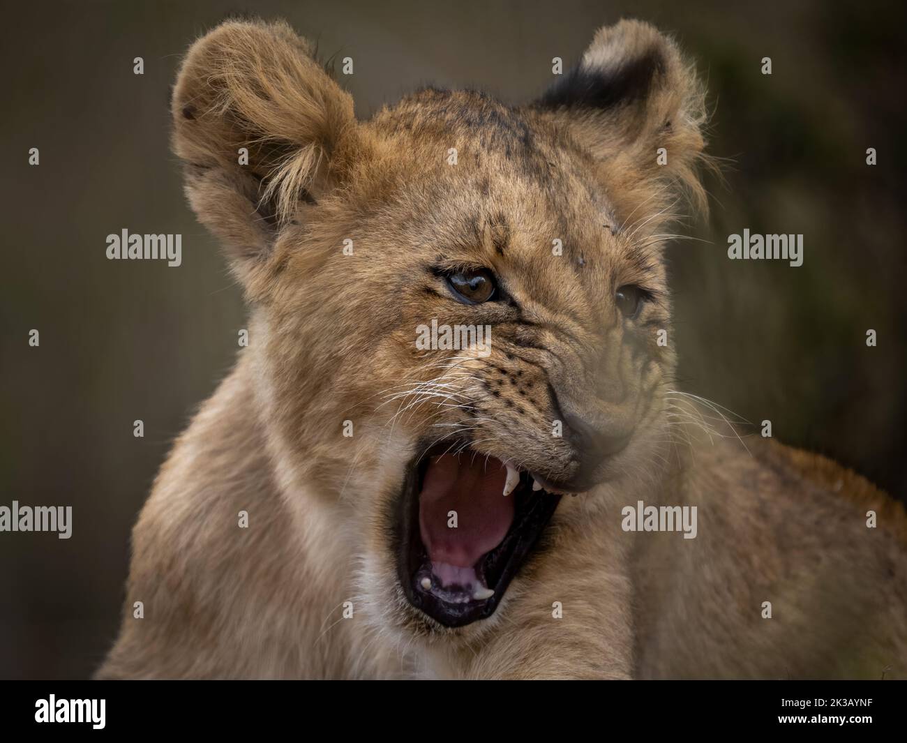 Löwenjunge gähnt vor einem sauberen Hintergrund Stockfoto