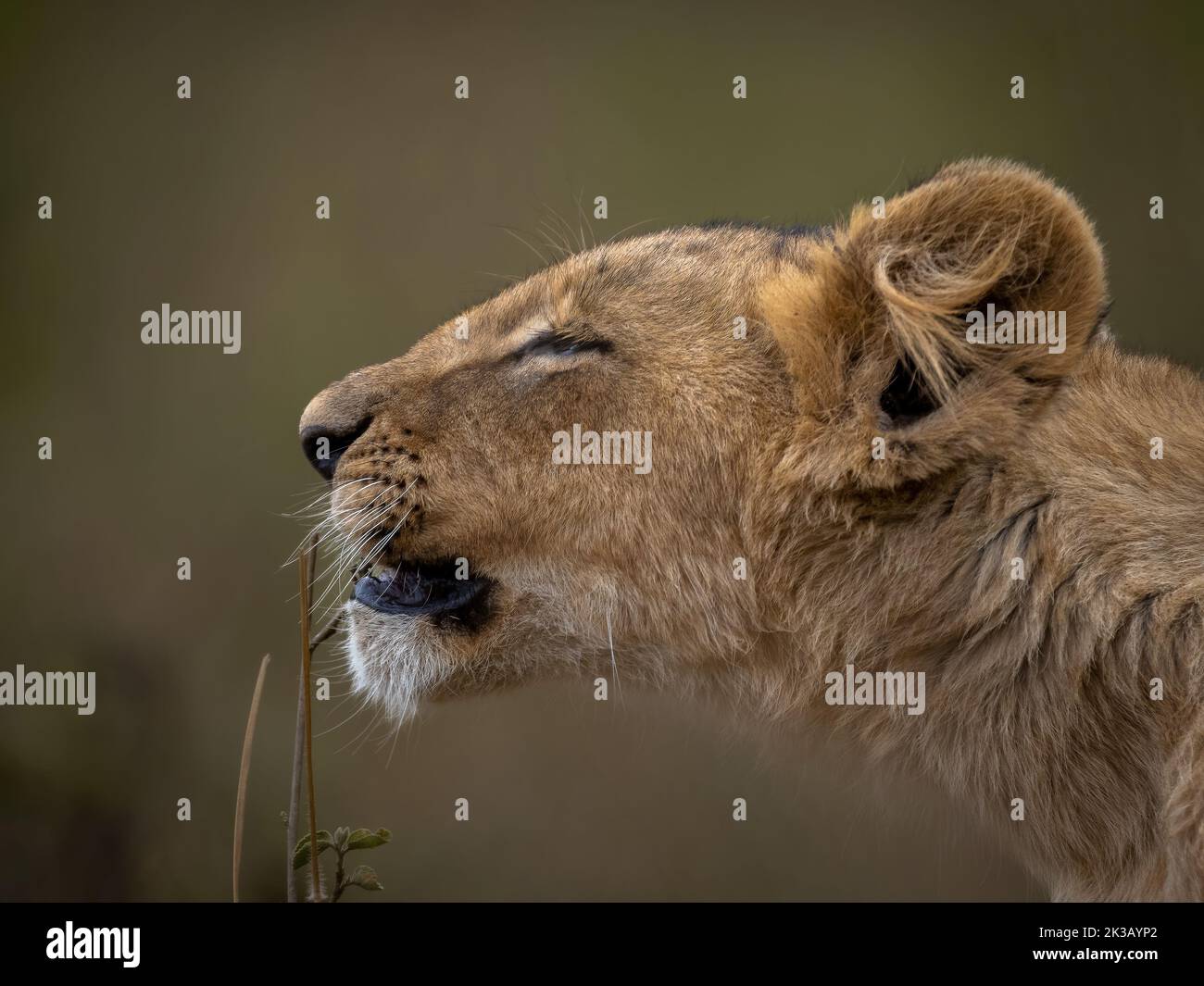 Löwenjunge schnüffelt und spielt mit einem trockenen Zweig Stockfoto