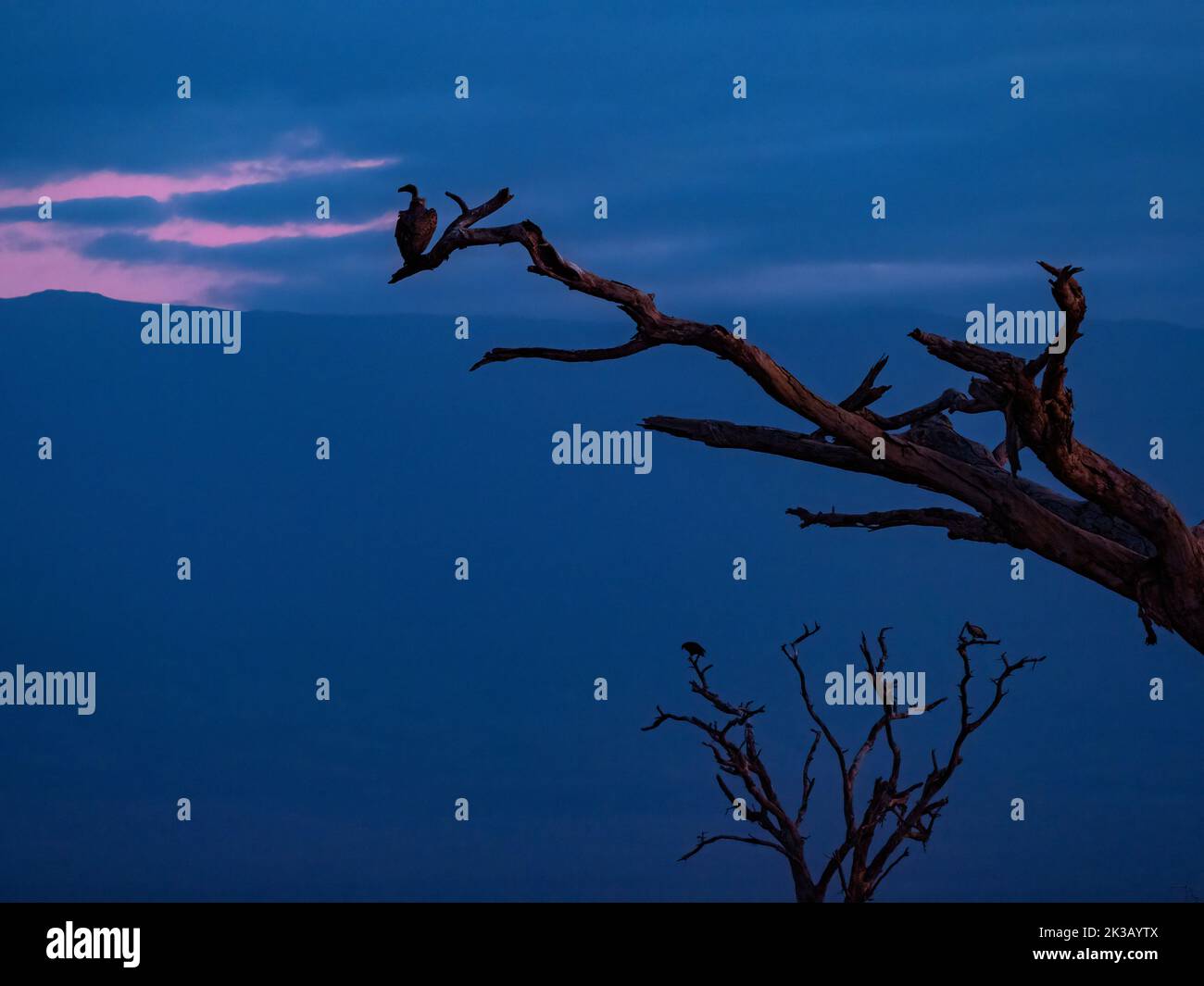 Geier auf trockenen Bäumen im Amboseli National Park, Kenia Stockfoto