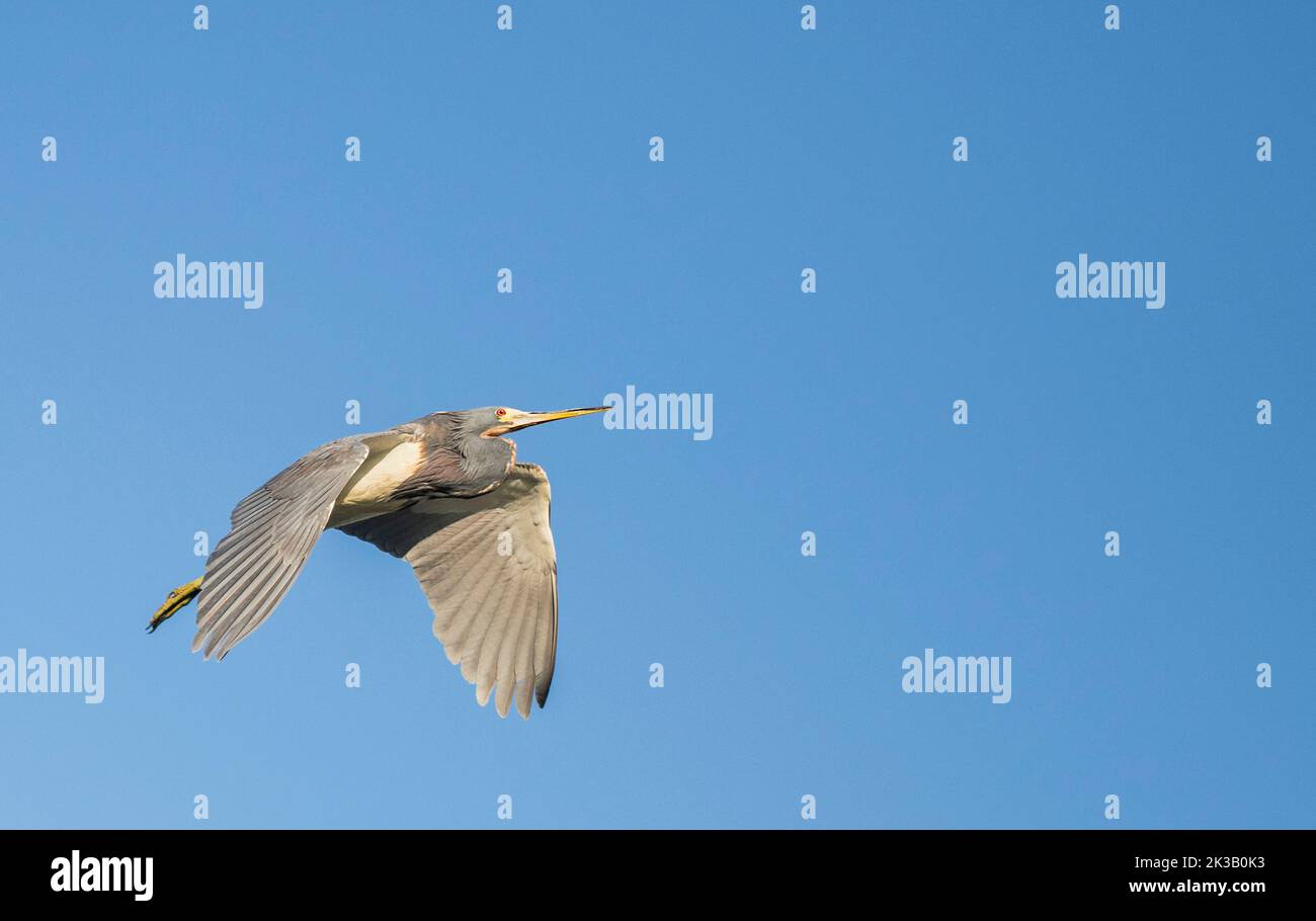 Great Blue heron Stockfoto