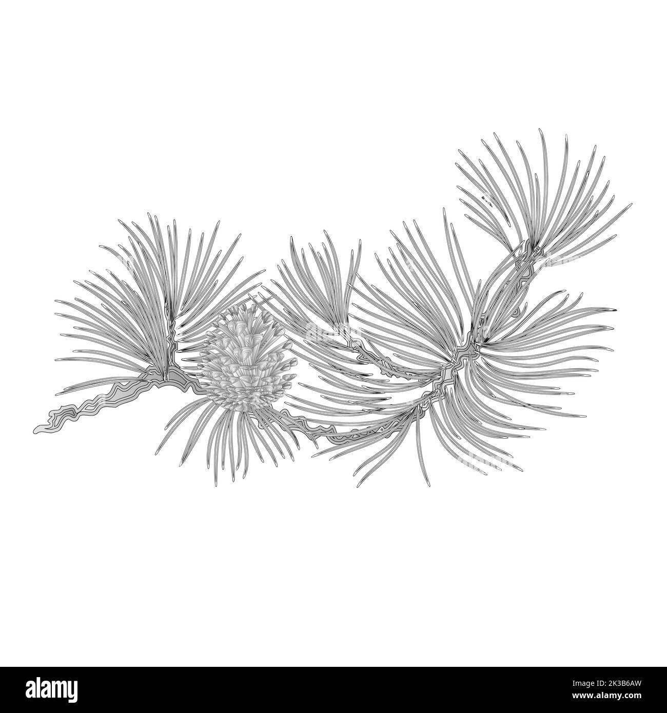 Kiefernzweig und Kiefernzapfen als Vintage Gravur Vektor Illustration Stock Vektor