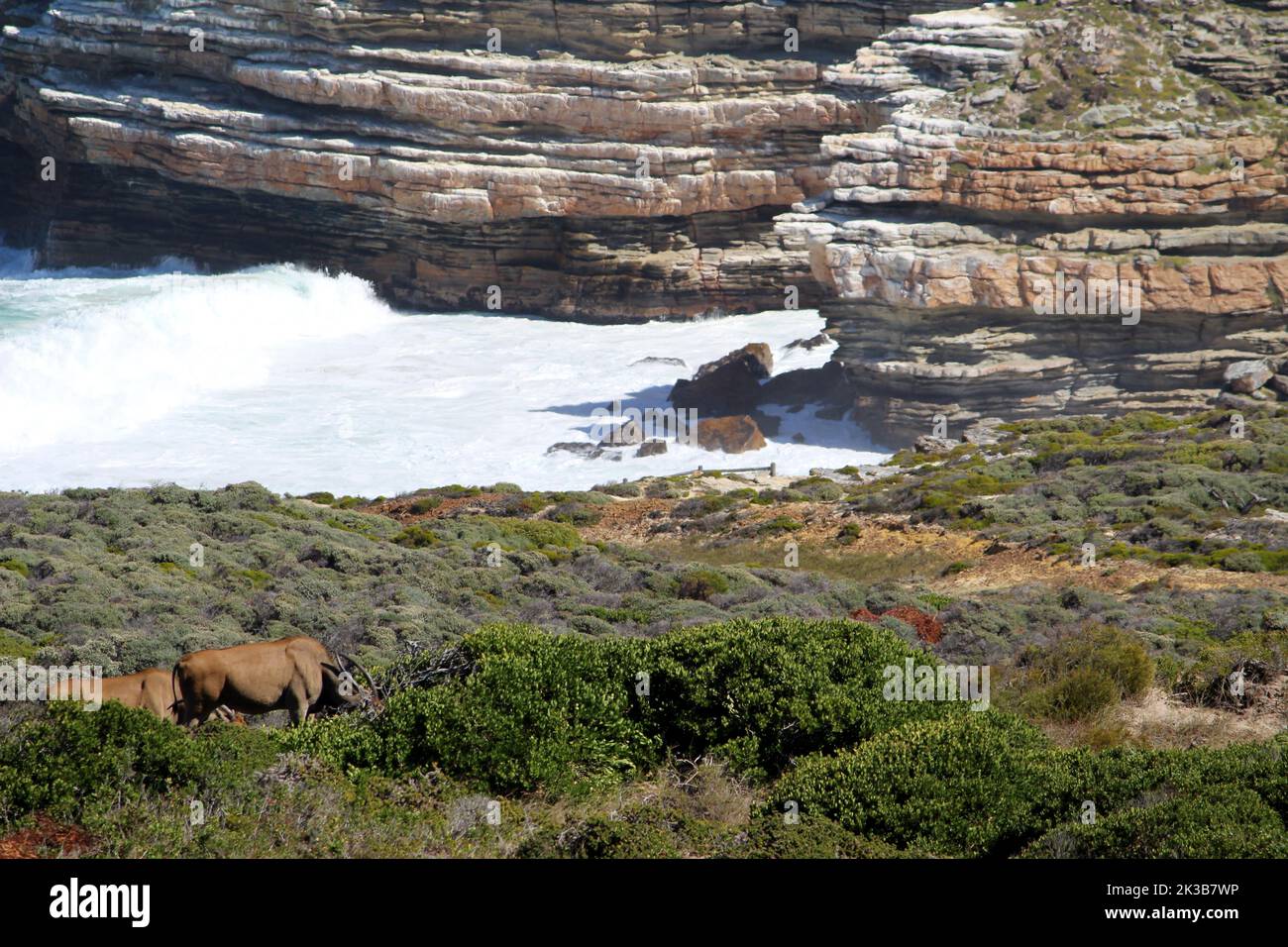 Gemeiner Eeland (Taurotragus oryx), der am Meer grast : (Pix SShukla) Stockfoto