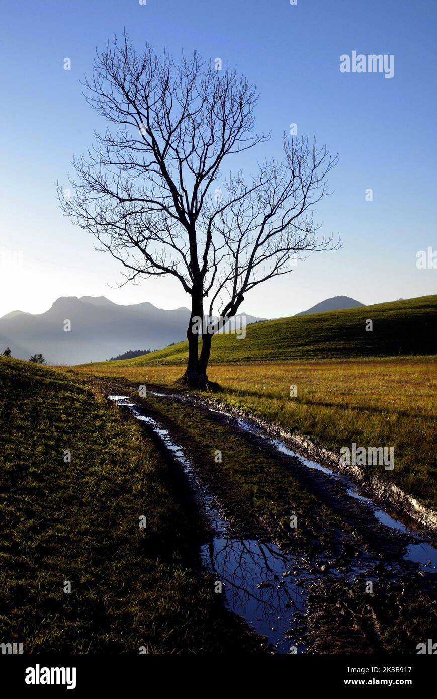 Ahornbaum ohne Blätter und mit Wasser gefüllte Bahn, Tirol, Österreich Stockfoto