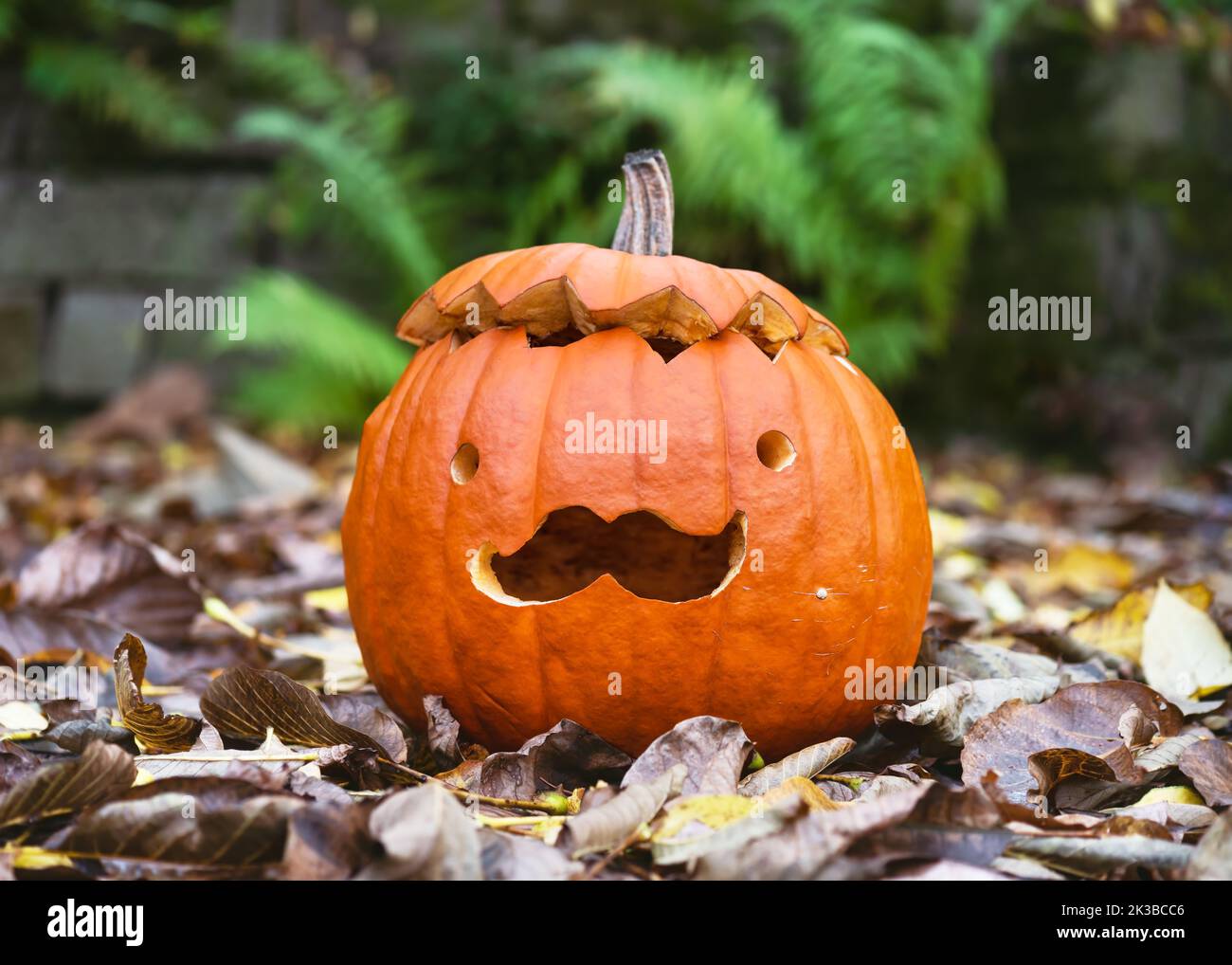 Halloween niedlichen gebogenen orangen Kürbis mit lustigen Schnurrbart Gesicht im Herbstgarten. Traditionelle Gaumenfreude. Stockfoto