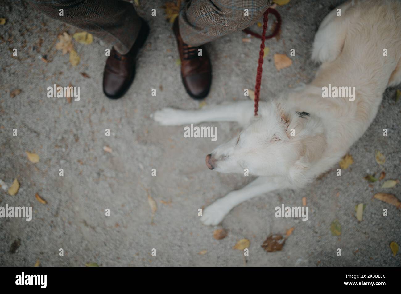 Draufsicht auf den großen weißen Hund, der mit seinem älteren Besitzer im Stadtpark ruht. Stockfoto