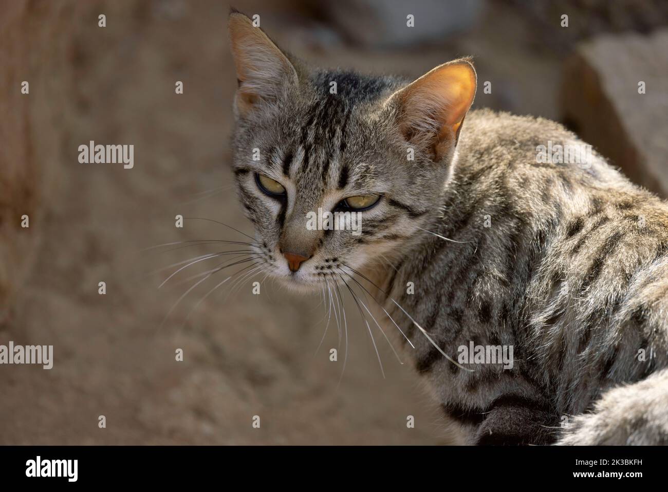 Asiatische Wildkatze, Felis lybica ornata, Desert National Park, Jaisalmer, Rajasthan, Indien. Stockfoto