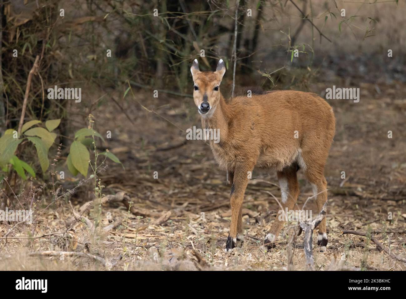 Blue Bull, Fawn, Boselaphus tragocamelus, Bandhavgarh Tiger Reserve, Madhya Pradesh, Rajasthan, Indien Stockfoto