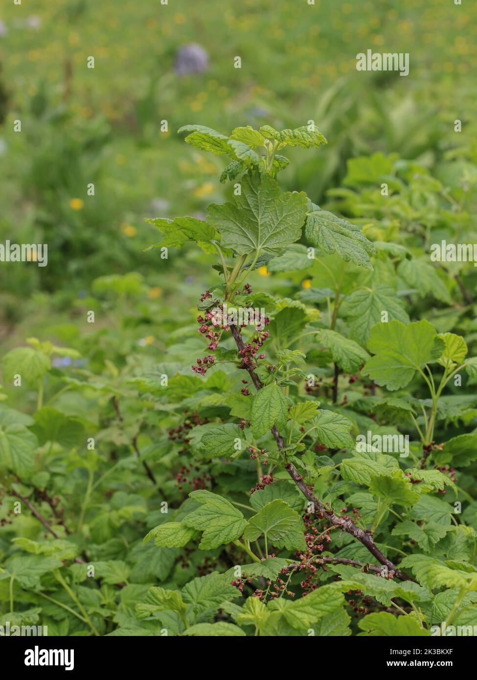 Die felsige rote Johannisbeere (lateinischer Name: Ribes petraeum) mit rötlichen Blüten auf der Mokra Gora im Südwesten Serbiens bei Tutin Stockfoto