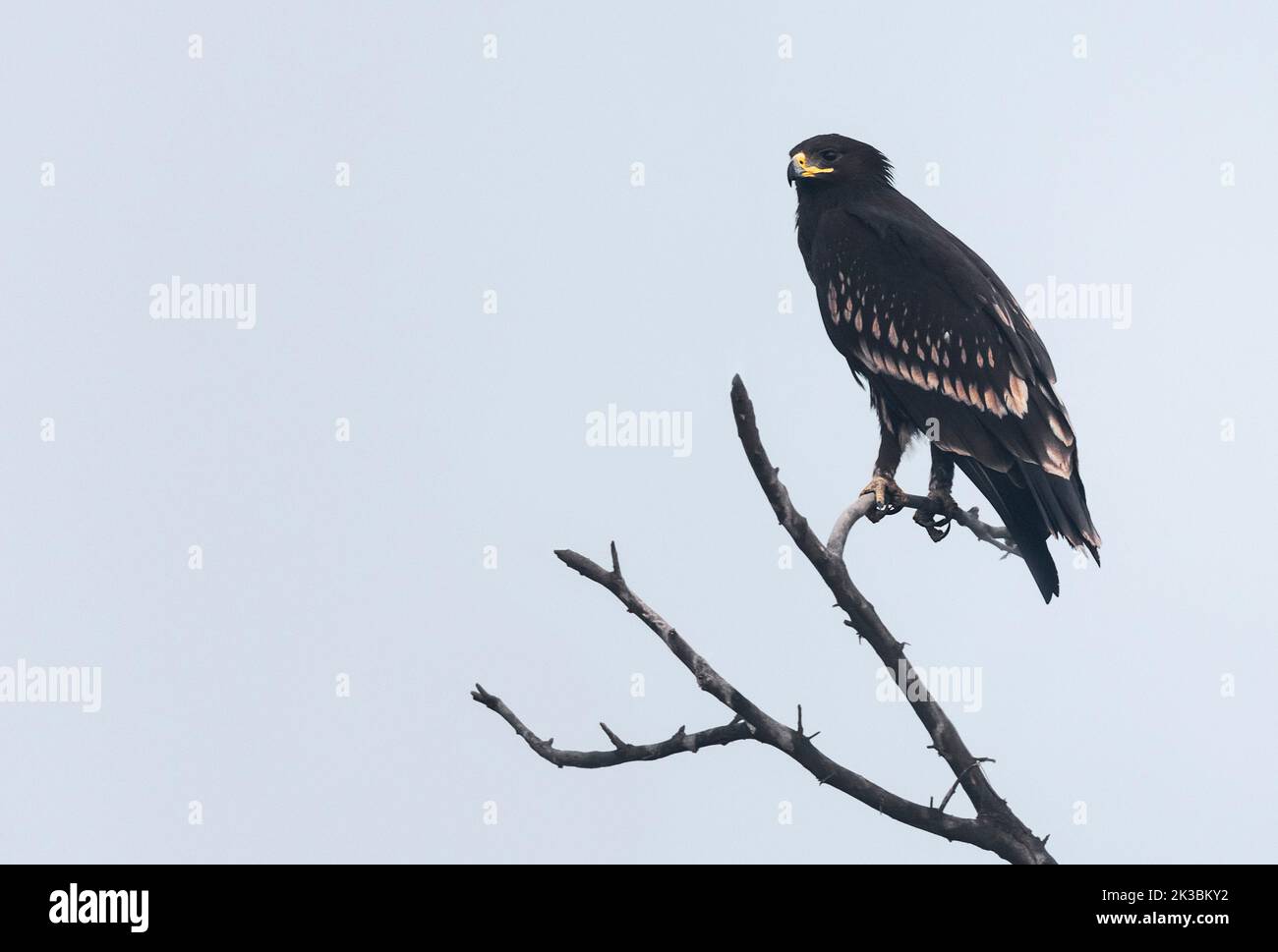 Großfleckadler Stockfoto