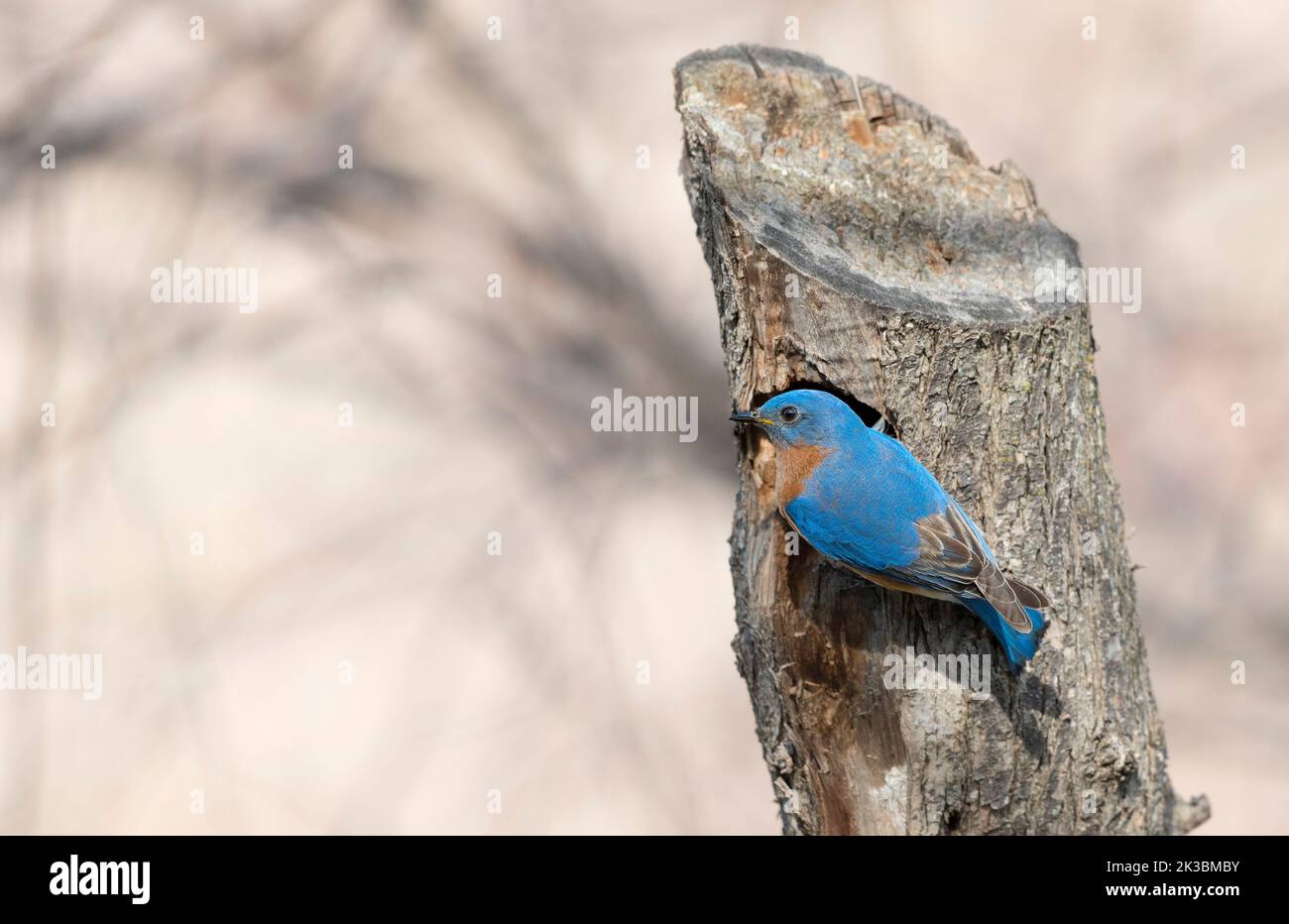 Östlichen Bluebird Stockfoto