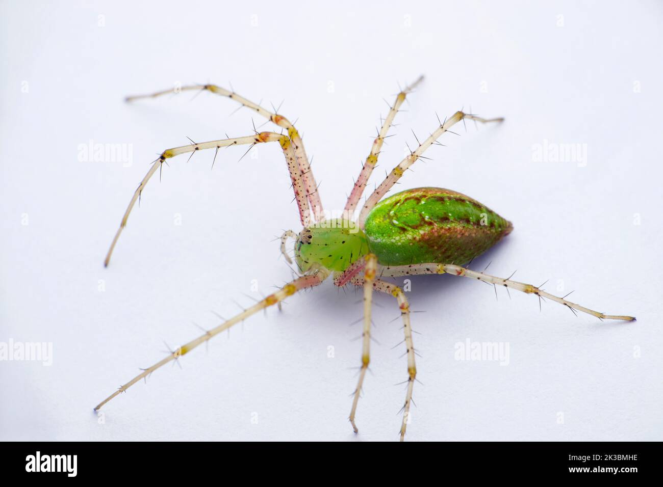 Grüne Luchsspinne, Oxyopes paykulli, Satara, Maharashtra, Indien Stockfoto