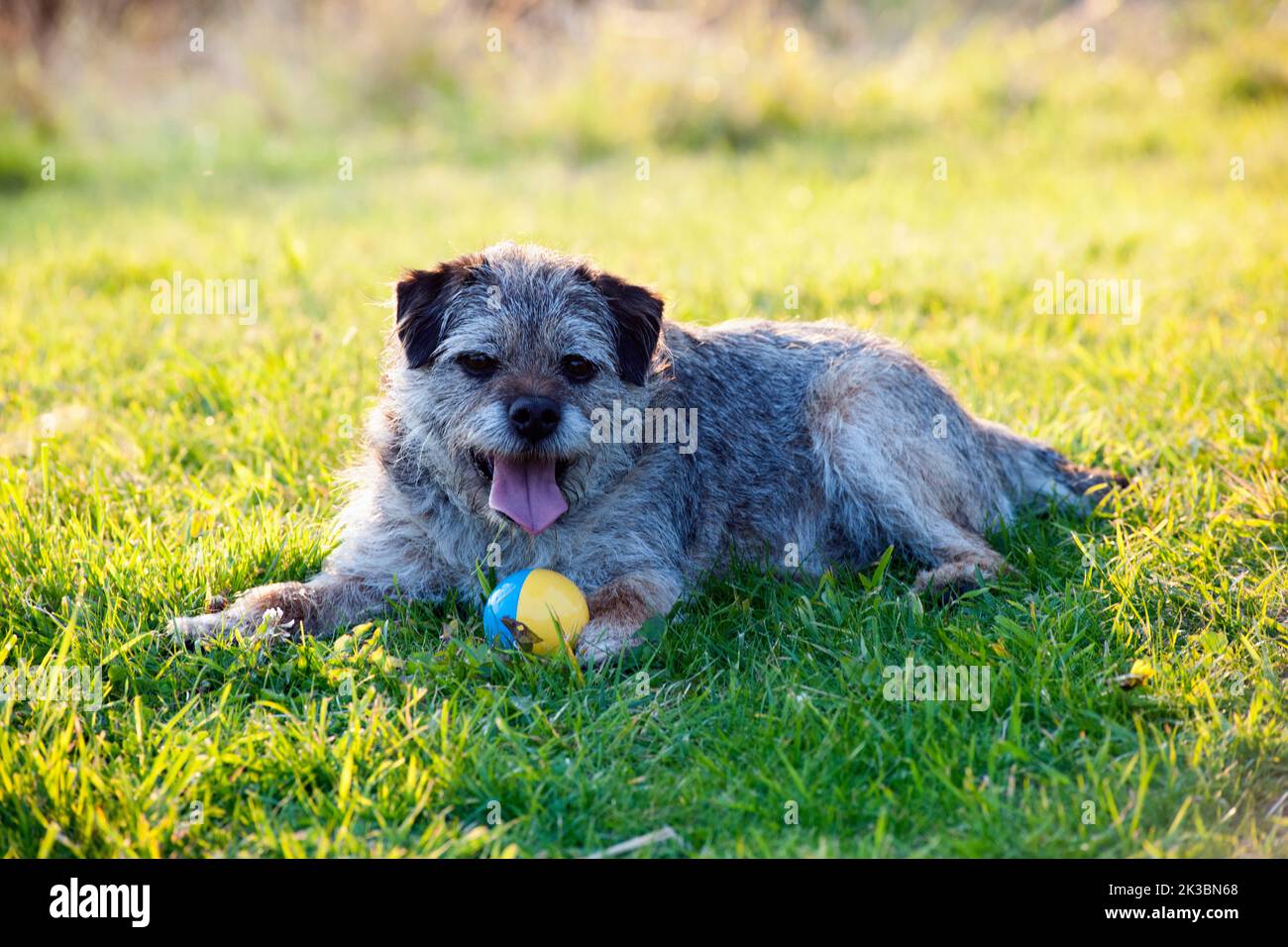 10 Jahre alter Border Terrier mit Ball Stockfoto