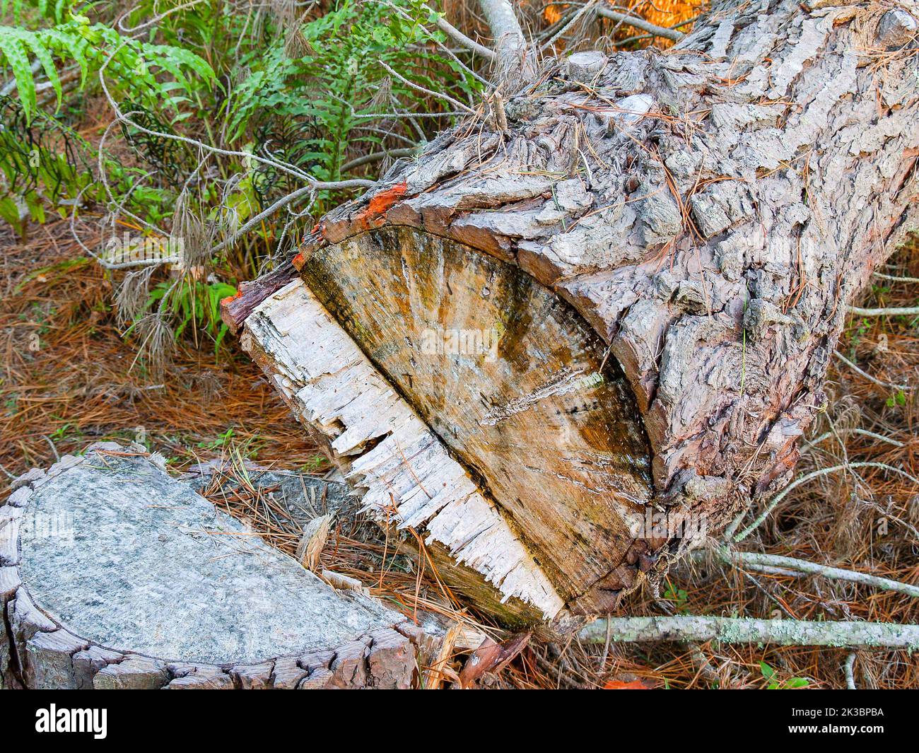 Umgestürzte Kiefer, durchgeschnitten mit zerklüfteten, gebrochenen Kanten im neuseeländischen Busch. Stockfoto