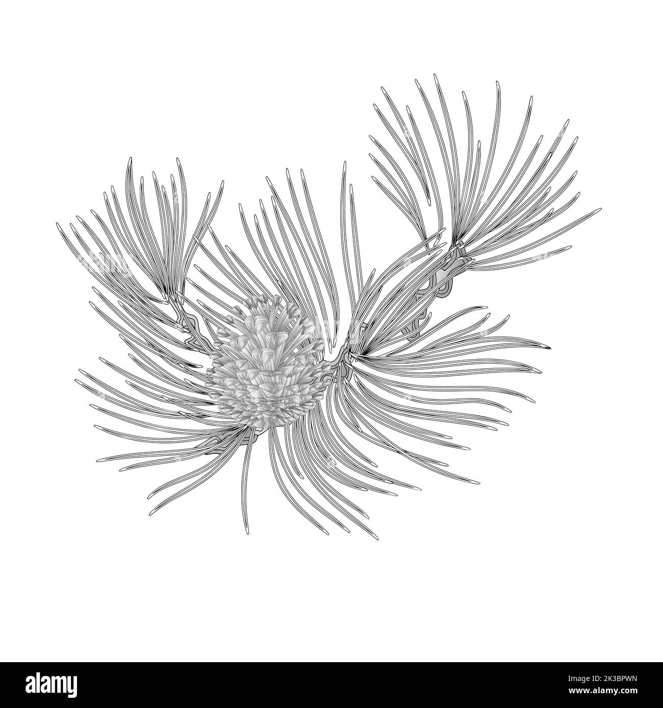 Kiefernzweig und Kiefernzapfen als Vintage Gravur Vektor Illustration Stock Vektor