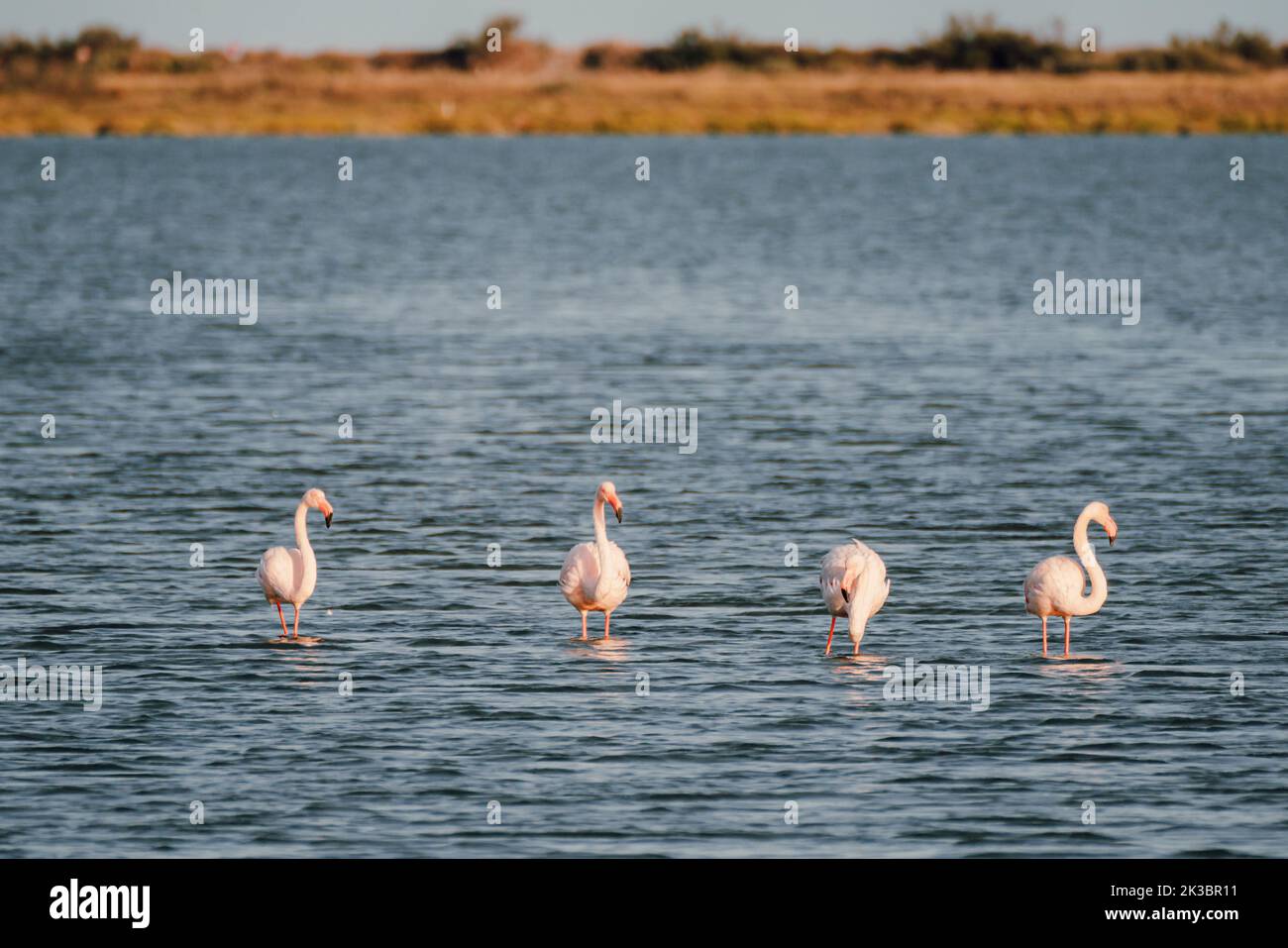 Nahaufnahme von wilden Flamingos im See Stockfoto