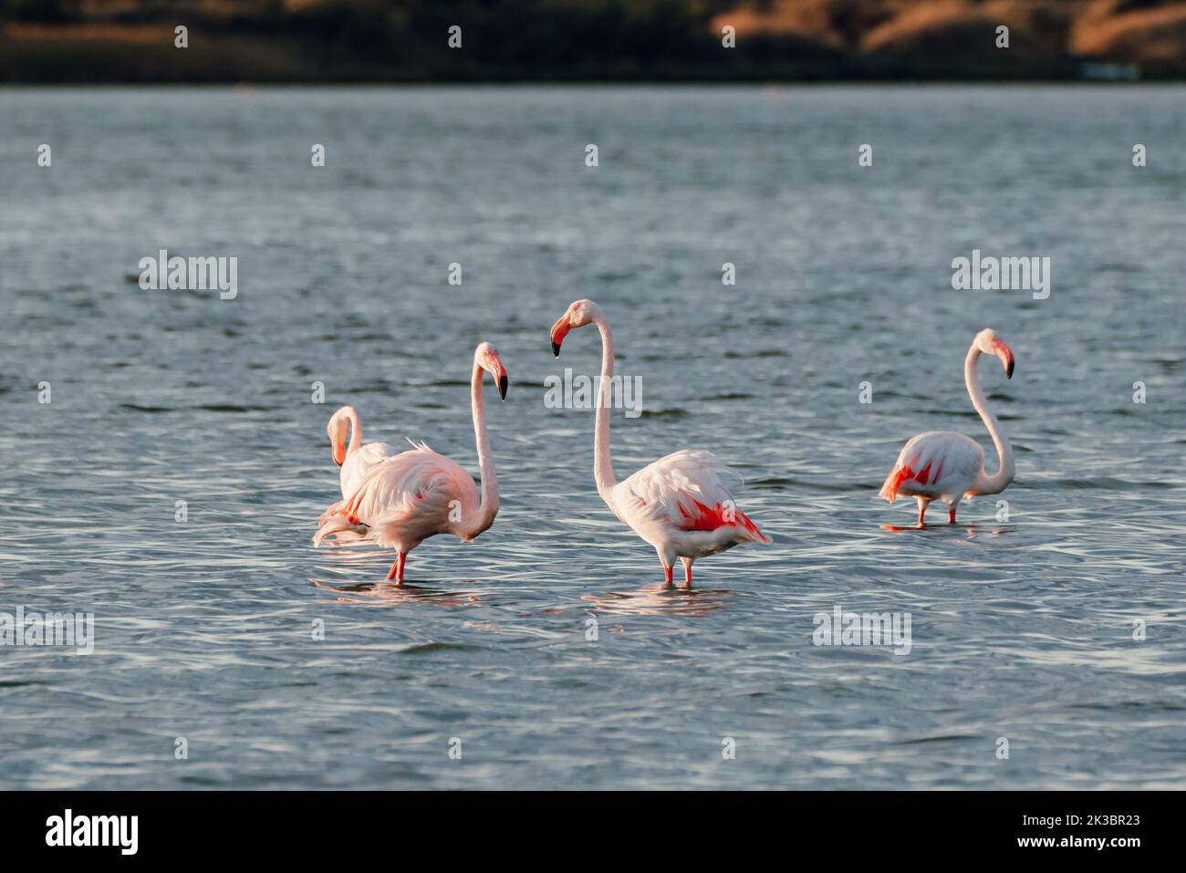 Nahaufnahme von wilden Flamingos im See Stockfoto