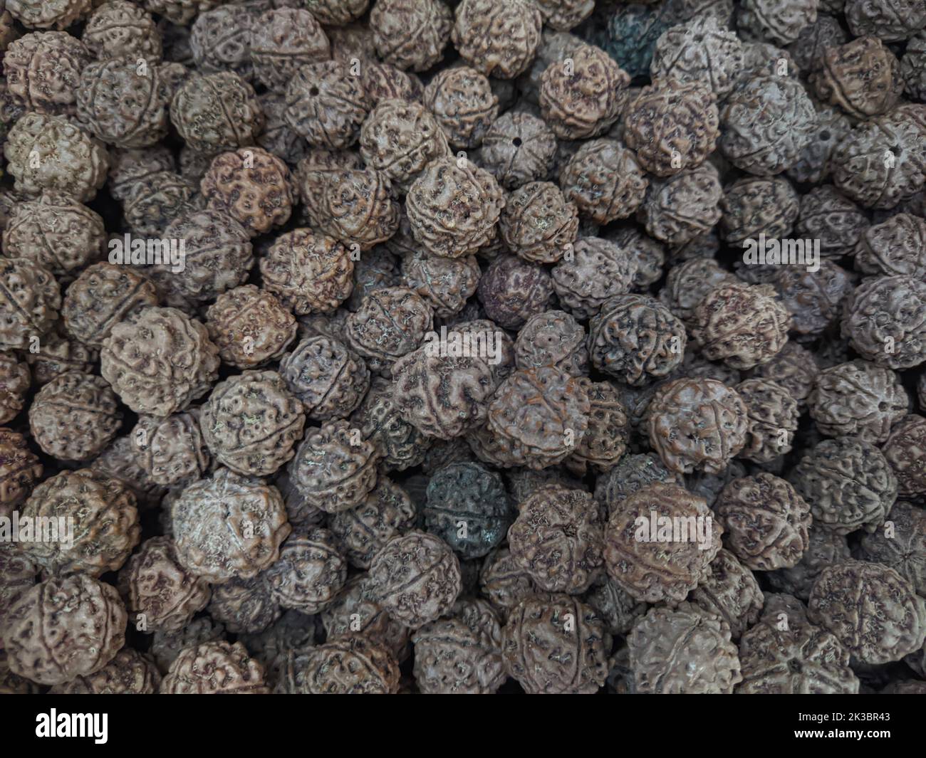 Elaeocarpus Ganitrus - Rudraksha Samen, Sringeri, Karnataka, Indien Stockfoto