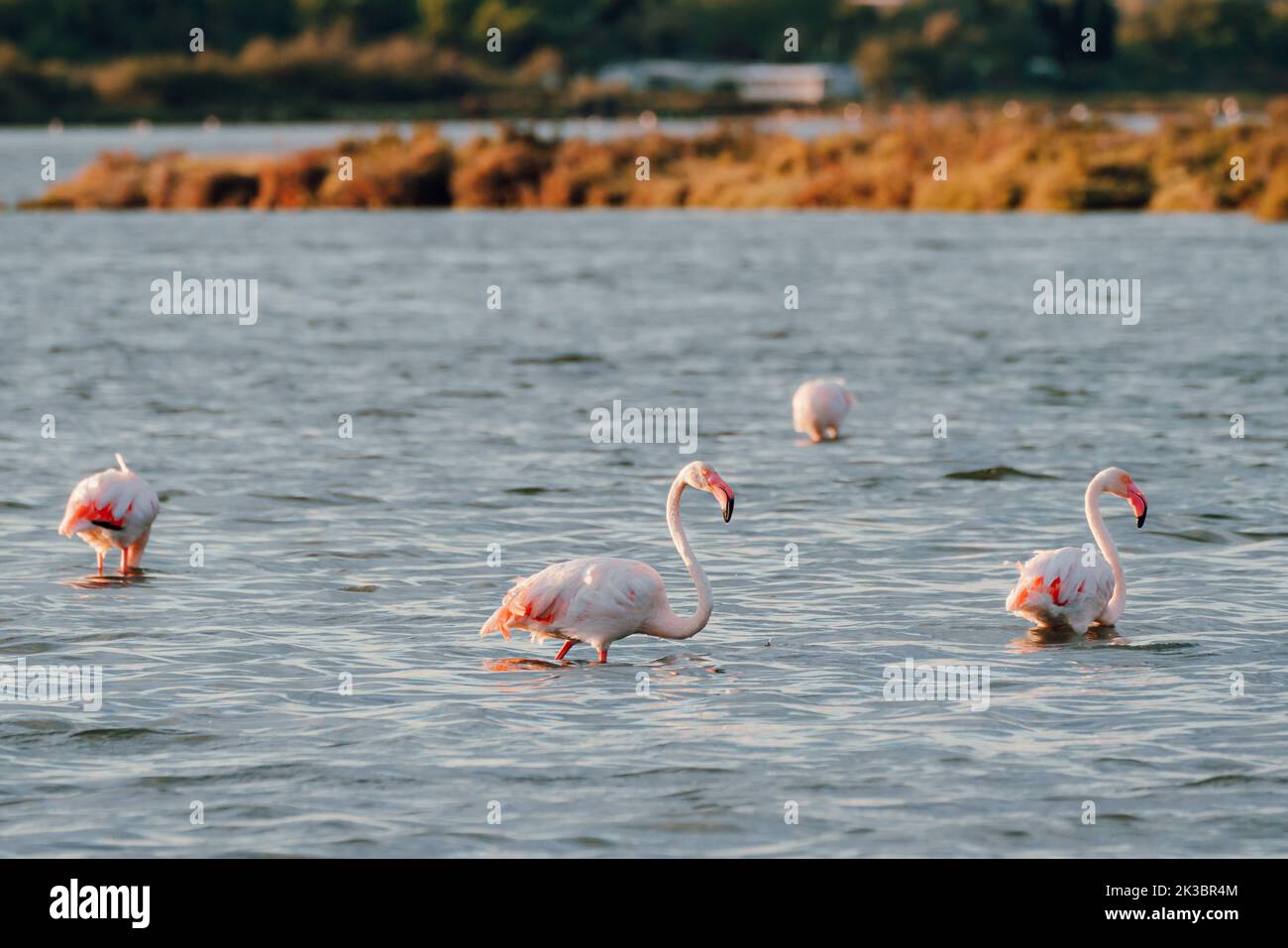 Nahaufnahme von wilden Flamingos im See Stockfoto