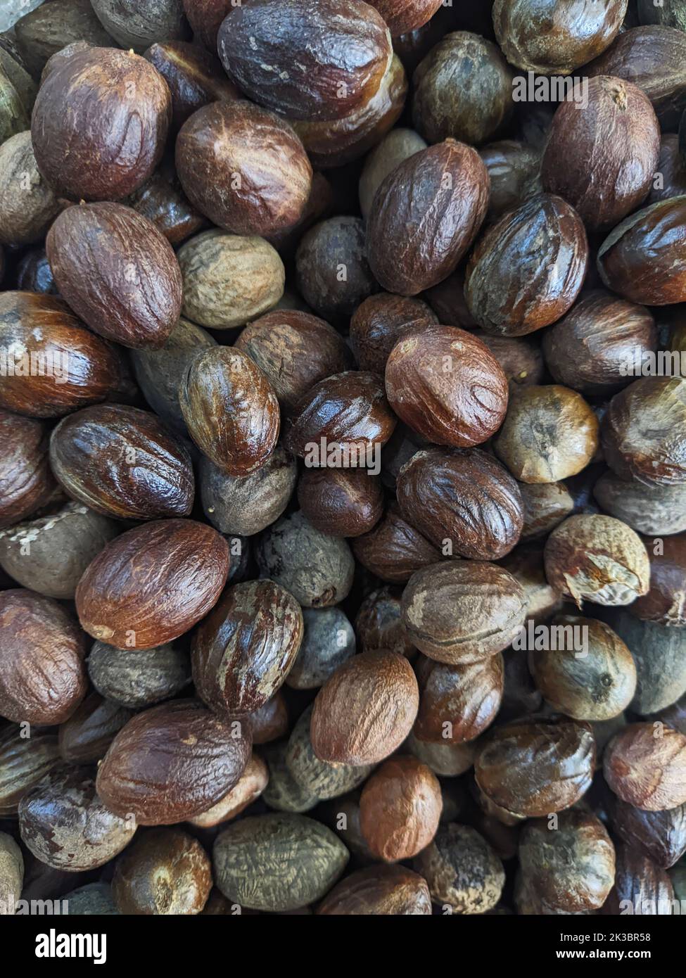 Grenada Muskatnuss Gewürz, Sringeri, Karnataka, Indien Stockfoto