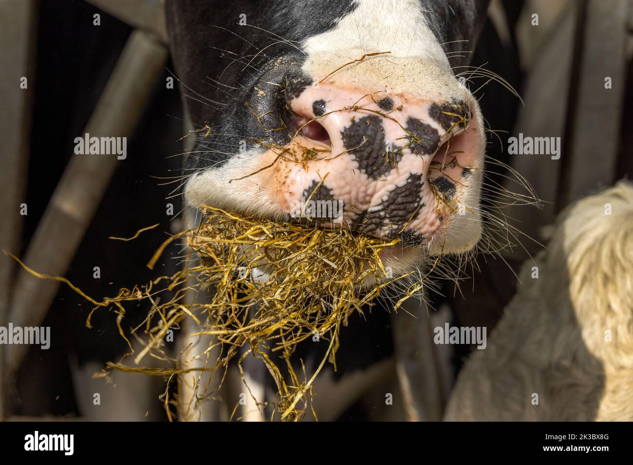 Nahaufnahme der Nase und des Mundes einer Kuh, beim Essen von Heu und Stroh, zur Fütterungszeit im Stall, mundvolle, rosa gefleckte Nase Stockfoto