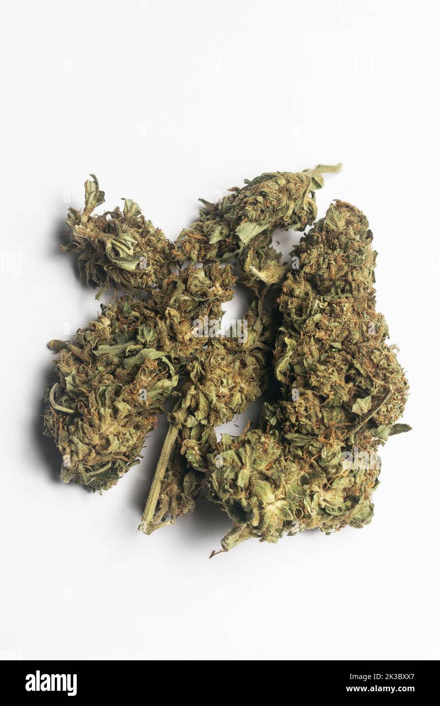 thailändisches medizinisches Marihuana-Cannabis blüht auf weißem Hintergrund in thailand Stockfoto